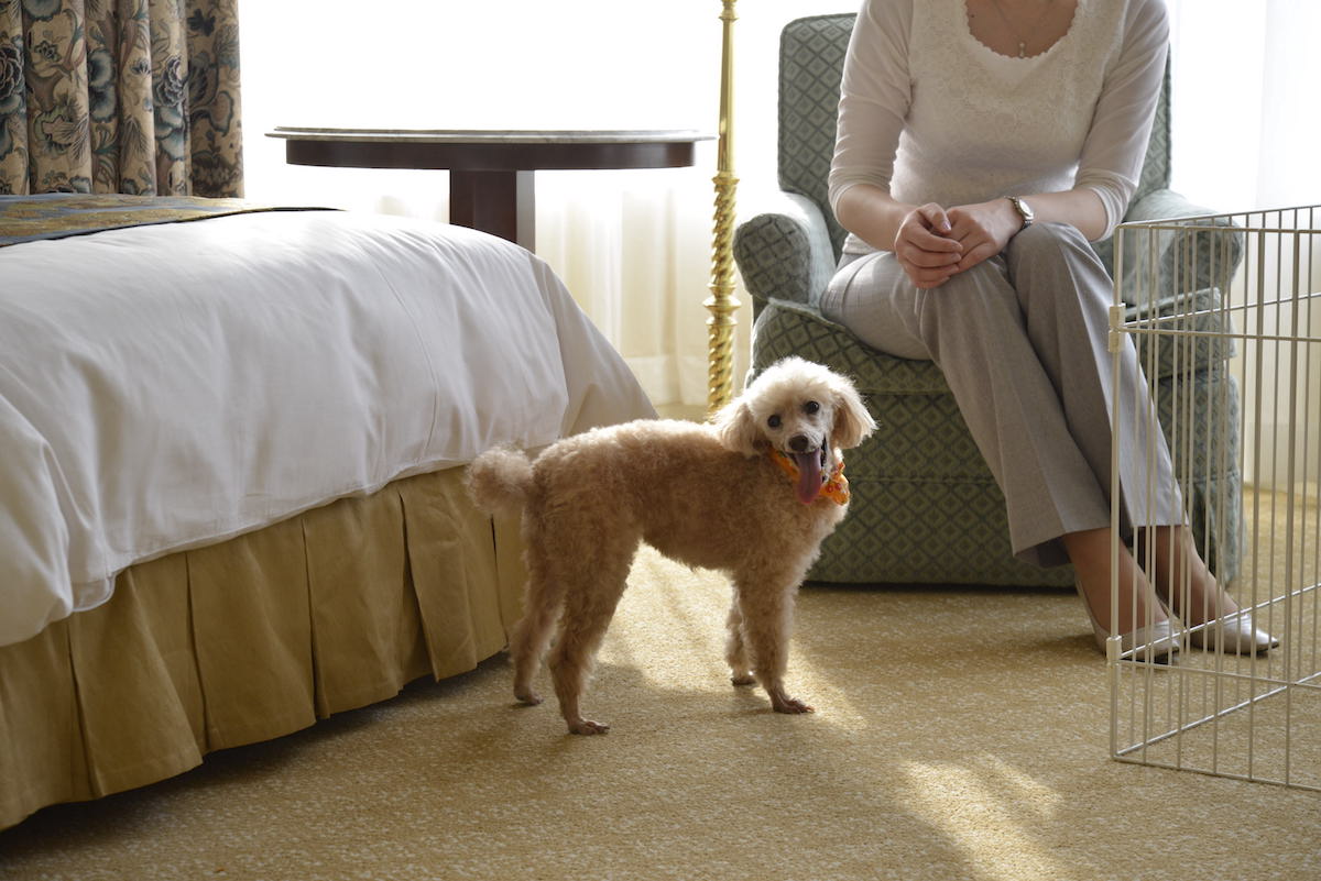 シーリードッグベッドで愛犬リラックス ホテル椿山荘東京「愛犬と